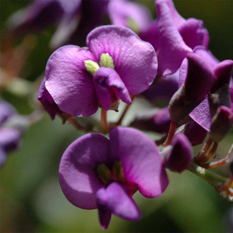 Promesse de Fleurs - Hardenbergia violacea Pot de 2L/3L