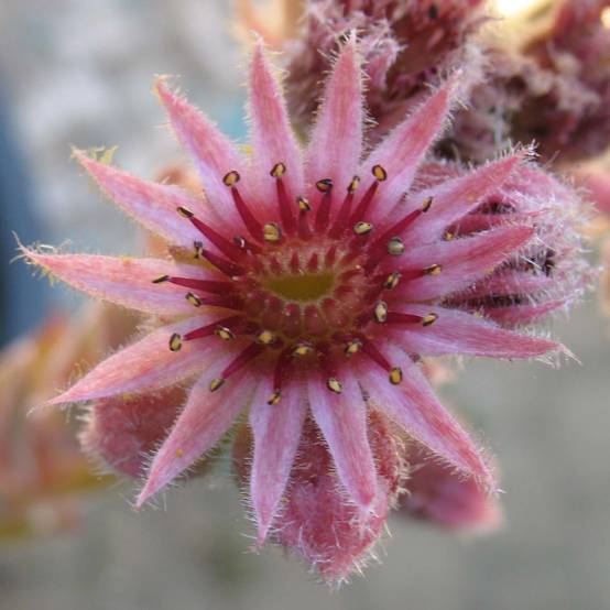Sempervivum Feldmaier - Joubarbe hybride Godet de 8/9 cm