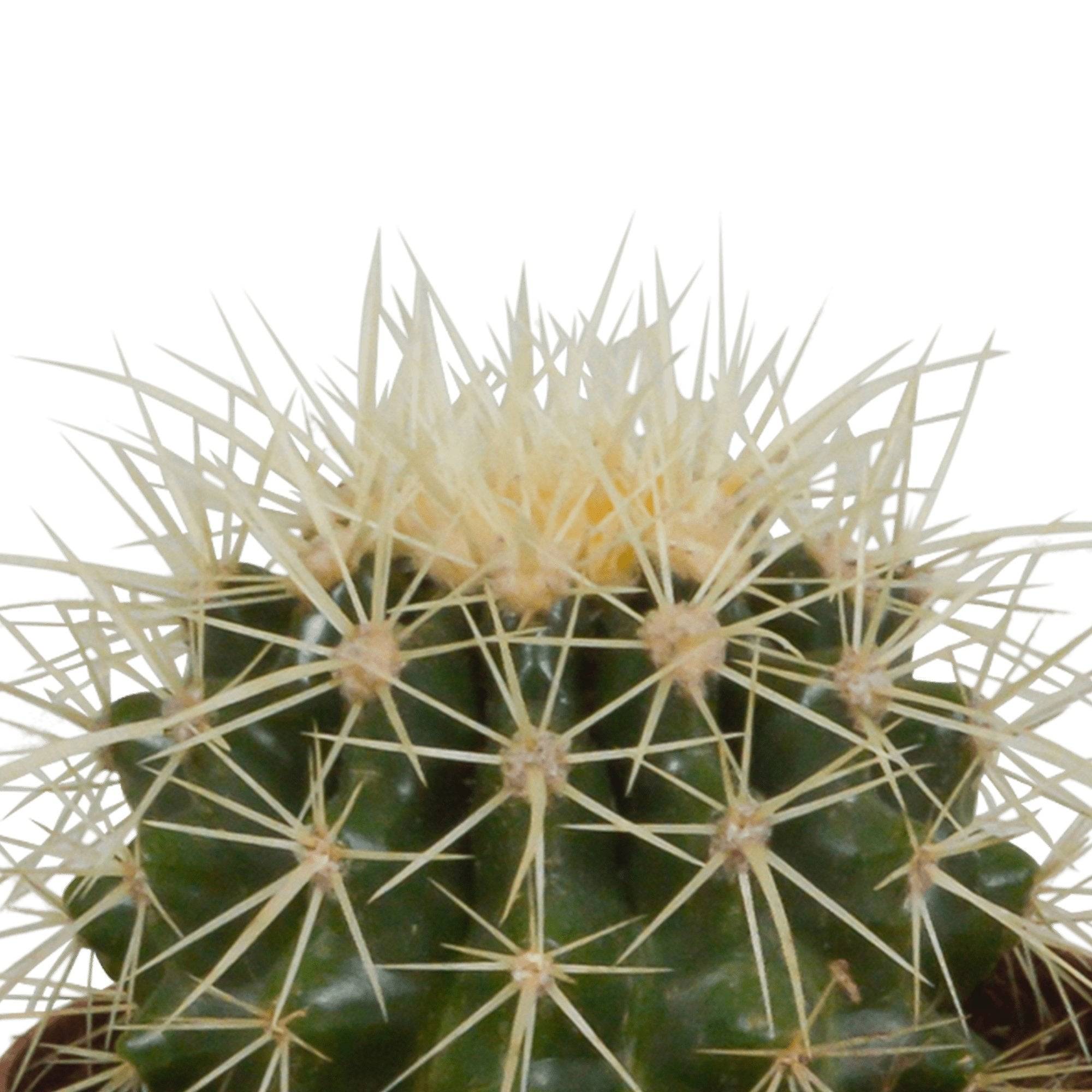 Coffret cadeau cactus - Lot de 3 plantes, h18cm- La Green Touch - Image 4