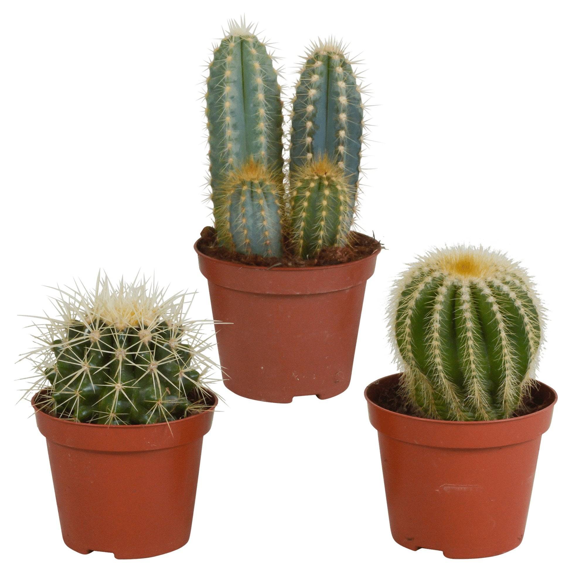 Coffret cadeau cactus - Lot de 3 plantes, h18cm- La Green Touch - Image 2