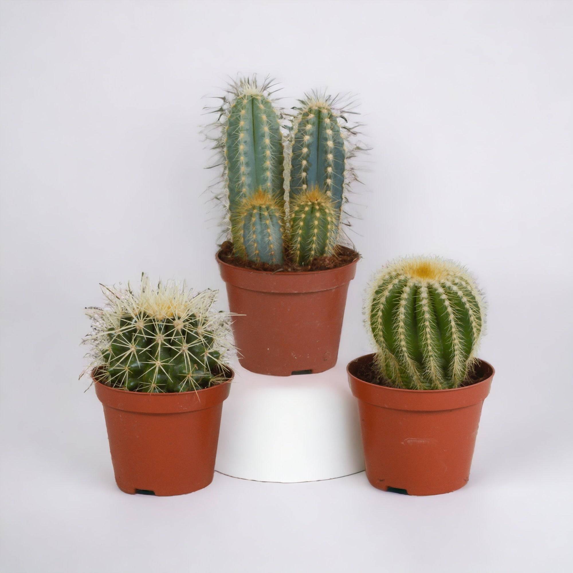 Coffret cadeau cactus - Lot de 3 plantes, h18cm- La Green Touch - Image 1