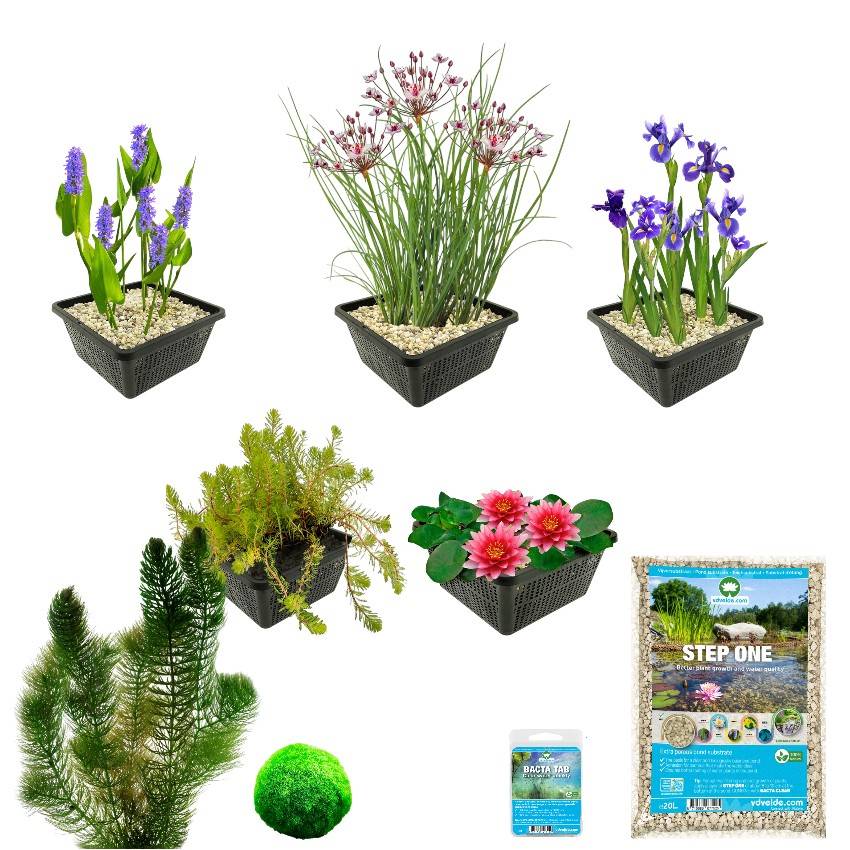 0 - Pack Bassin Rouge 100-400L - Nénuphar Rouge & Oxygénantes Berge Bio Complet - Image 3