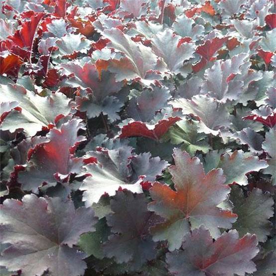 Promesse de Fleurs - Heuchère - Heuchera Binoche Godet de 8/9 cm