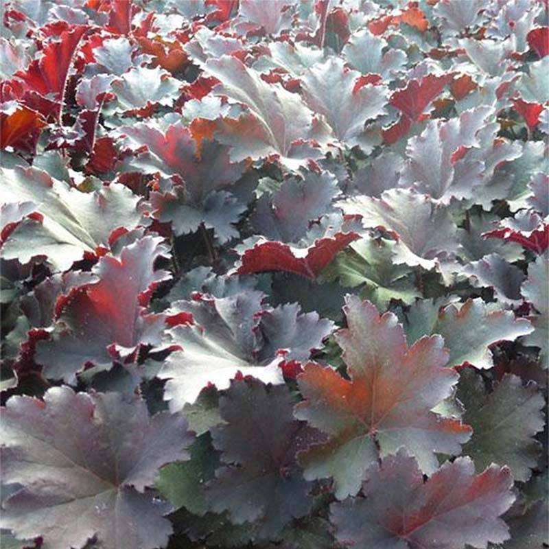 Promesse de Fleurs - Heuchère - Heuchera Binoche Godet de 8/9 cm