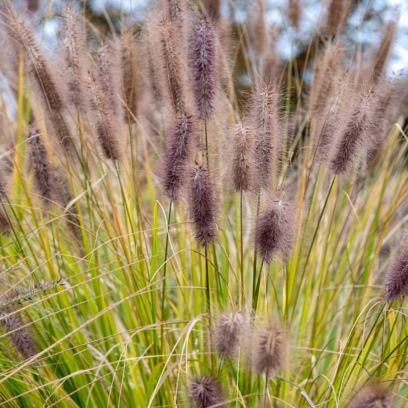 Pennisetum alopecuroides Black Beauty - Herbe aux écouvillons Godet de 8/9 cm
