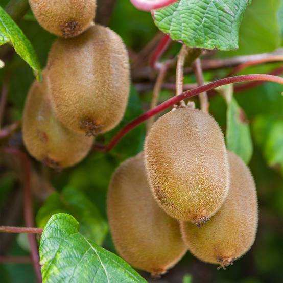 Kiwi autofertile Boskoop - Actinidia deliciosa Pot de 1,5L/2L