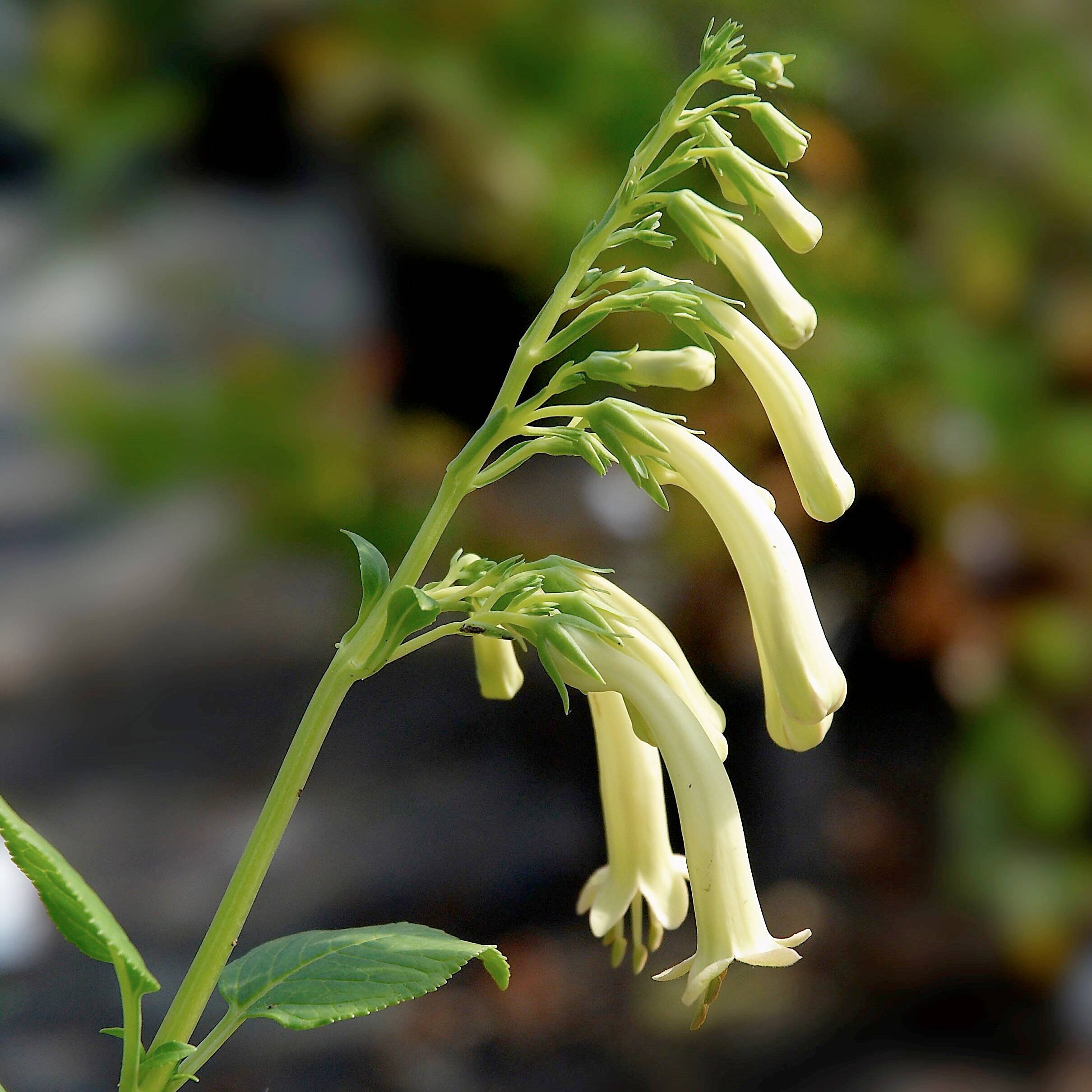Fuchsia du Cap, Phygelius aequalis Yellow Trumpet Godet de 8/9 cm
