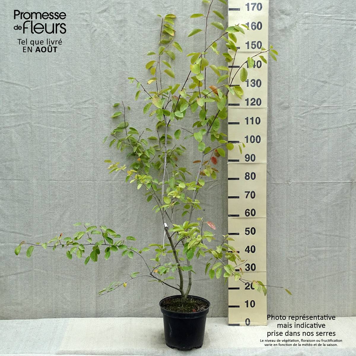 Promesse de Fleurs - Amelanchier canadensis - Amélanchier du Canada Pot de 7,5L/10L - Image 2