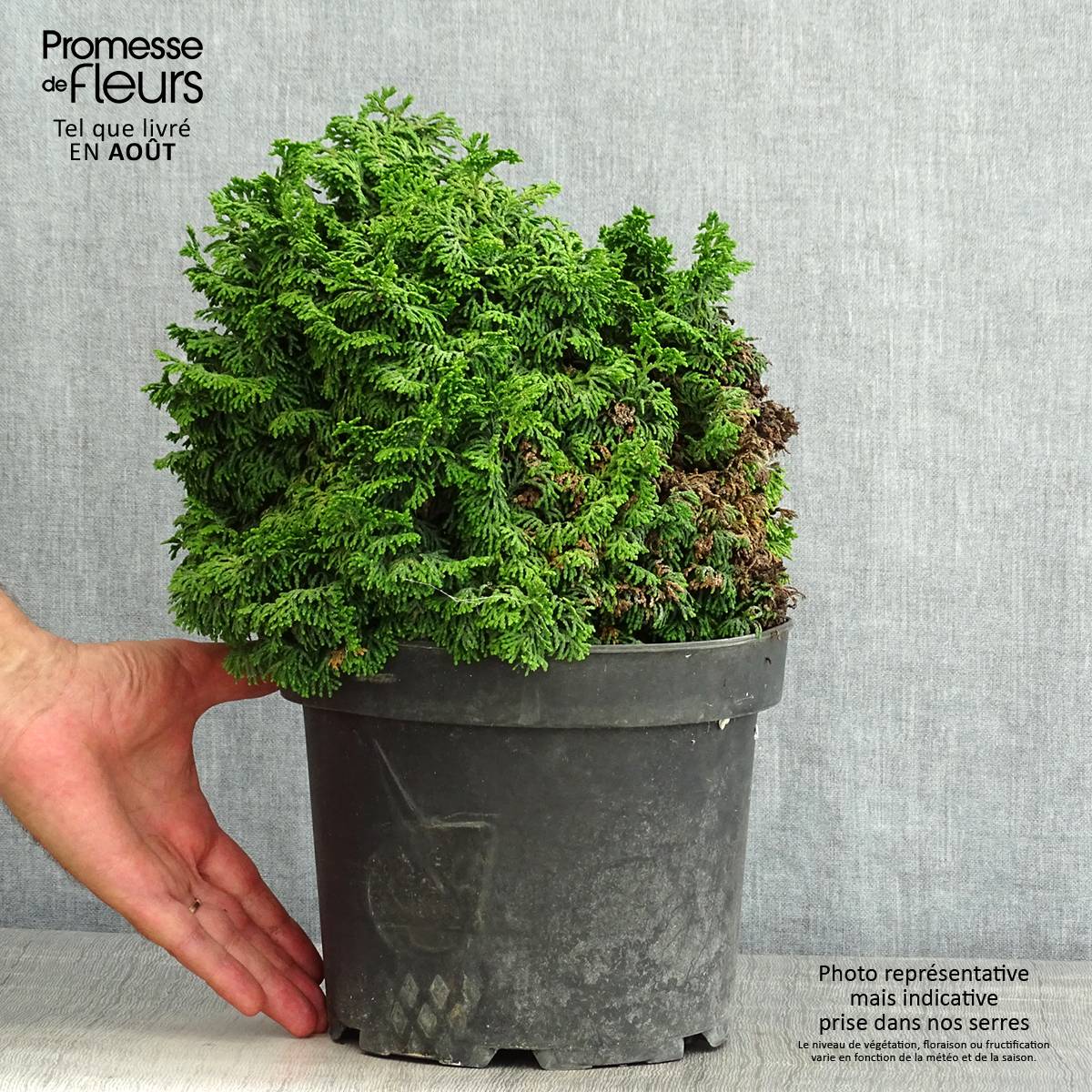 Faux cyprès du Japon - Chamaecyparis obtusa Kosteri Pot de 4L/5L - Image 2