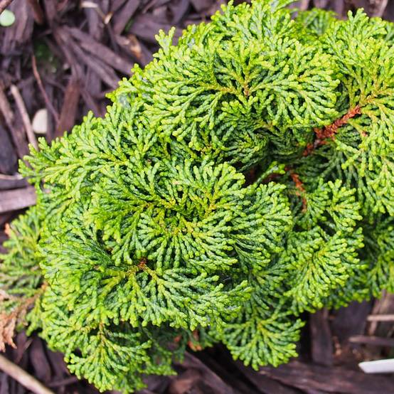 Faux cyprès du Japon - Chamaecyparis obtusa Kosteri Pot de 4L/5L - Image 1