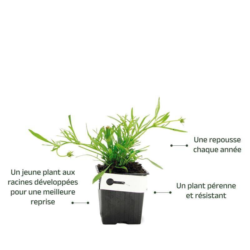 3 Coréopsis Lancéolé 'Goldfink' (Coreopsis Lanceolata) - Lot de 3 vivaces - Pépinières Naudet - Image 3