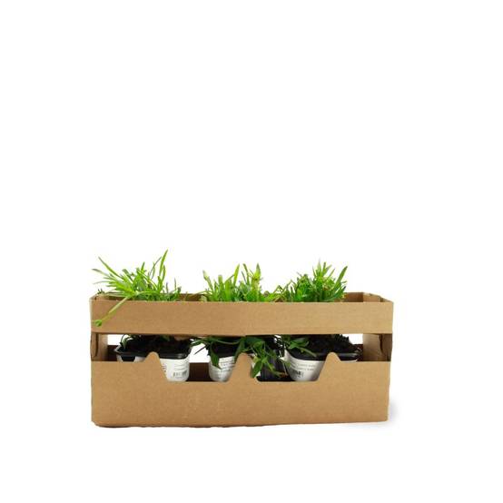 3 Coréopsis Lancéolé 'Goldfink' (Coreopsis Lanceolata) - Lot de 3 vivaces - Pépinières Naudet - Image 4