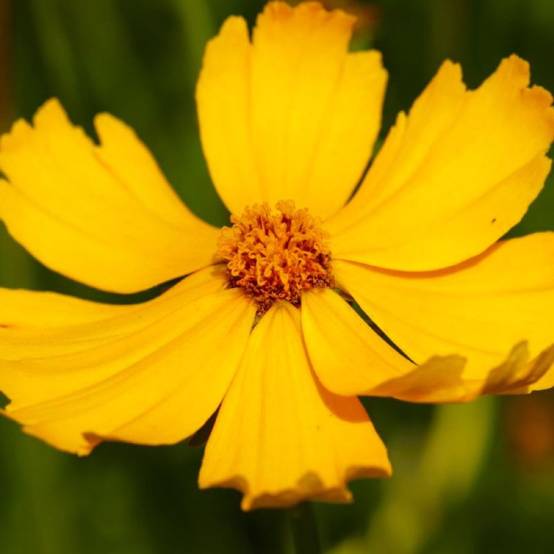 3 Coréopsis Lancéolé 'Goldfink' (Coreopsis Lanceolata) - Lot de 3 vivaces - Pépinières Naudet - Image 1