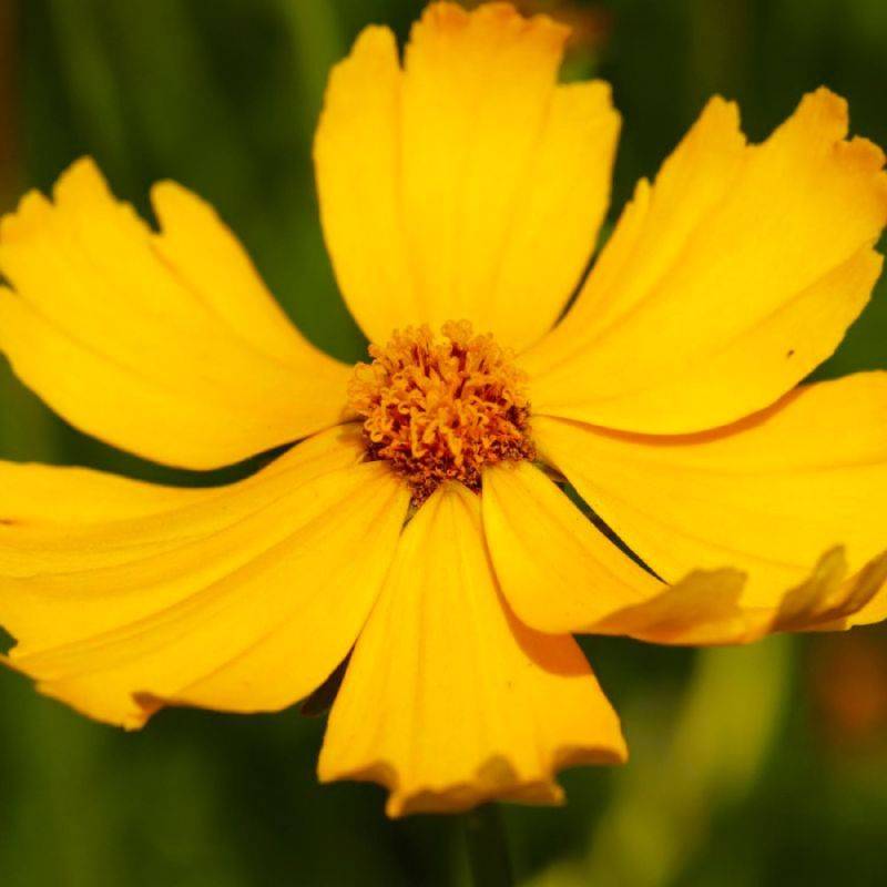 3 Coréopsis Lancéolé 'Goldfink' (Coreopsis Lanceolata) - Lot de 3 vivaces - Pépinières Naudet - Image 1