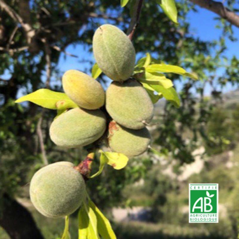 Amandier 'Ferragnes' BIO (Prunus dulcis) - Scion de 80 à 100cm - Pépinières Naudet - Image 1