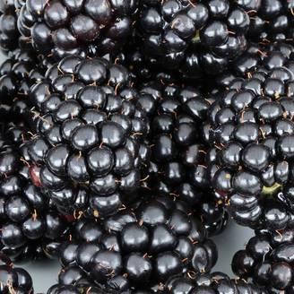Mûre naine Black Cascade - Rubus fruticosus Pot de 2L/3L, Touffe