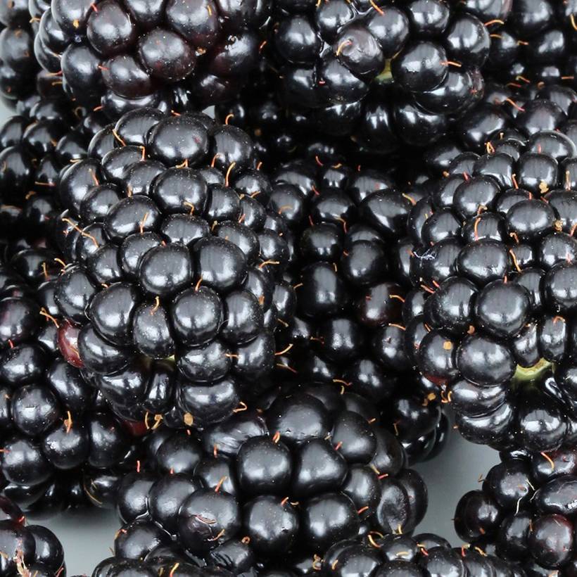 Mûre naine Black Cascade - Rubus fruticosus Pot de 2L/3L, Touffe