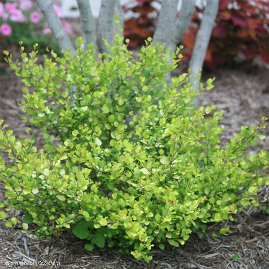 Promesse de Fleurs - Betula nana Golden Treasure - Bouleau nain à feuillage doré Pot de 3L/4L - Image 1