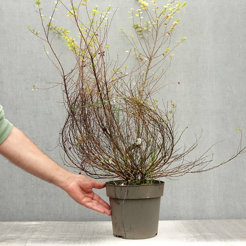 Promesse de Fleurs - Betula nana Golden Treasure - Bouleau nain à feuillage doré Pot de 3L/4L - Image 2