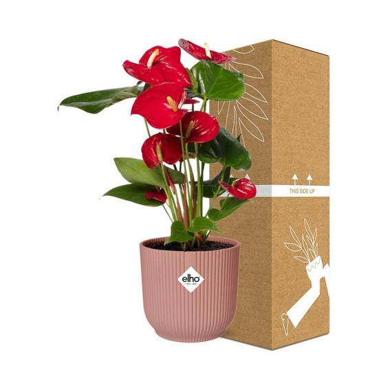 Anthurium Rouge 12cm 14cm Rose - H40cm - Image 4
