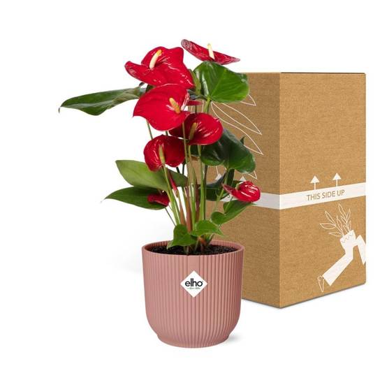 Anthurium Rouge 12cm 14cm Rose - H40cm - Image 5