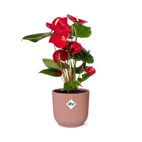 Anthurium Rouge 12cm 14cm Rose - H40cm - Image 1