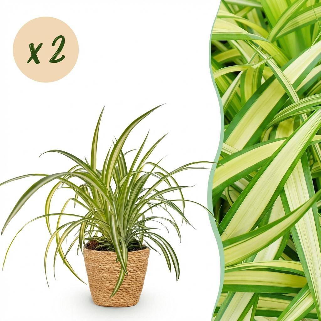 Chlorophytum comosum Variegatum - Pet-friendly - Plante araignée - Pot de 12cm - Hauteur 20-30cm - 2 plantes - Panier - Plantes d'intérieur - Image 1