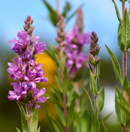 Salicaire commune - Lythrum salicaria - 12 plantes - Image 3