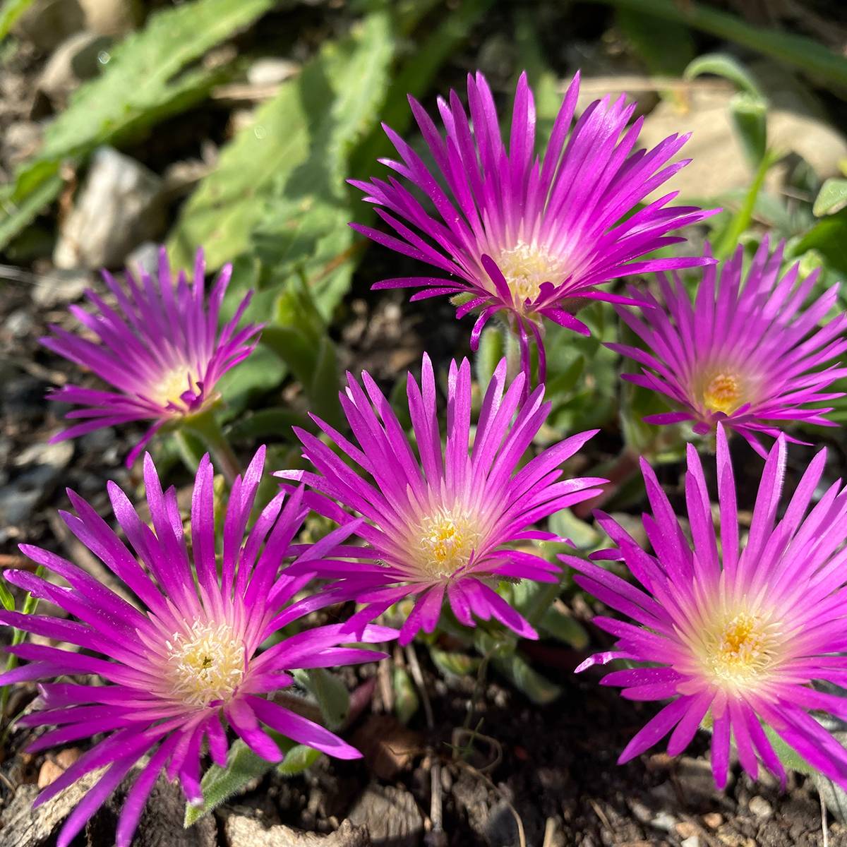 Promesse de Fleurs - Delosperma ashtonii - Pourpier vivace, Delosperma d'Ashton Godet de 8/9 cm
