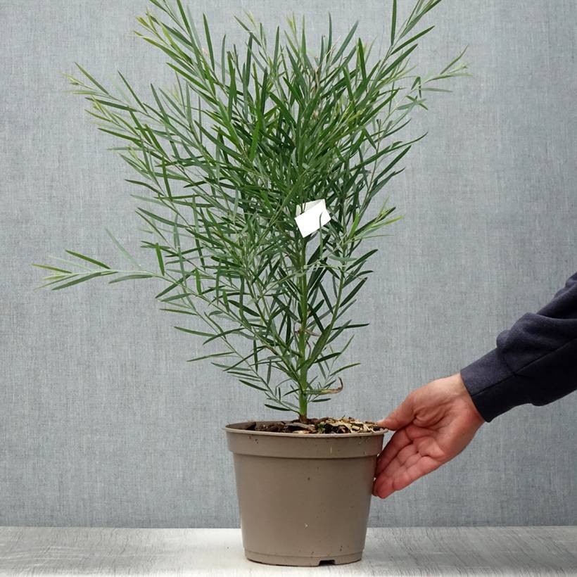 Mimosa à feuilles de saule - Acacia iteaphylla Pot de 4L/5L - Image 2