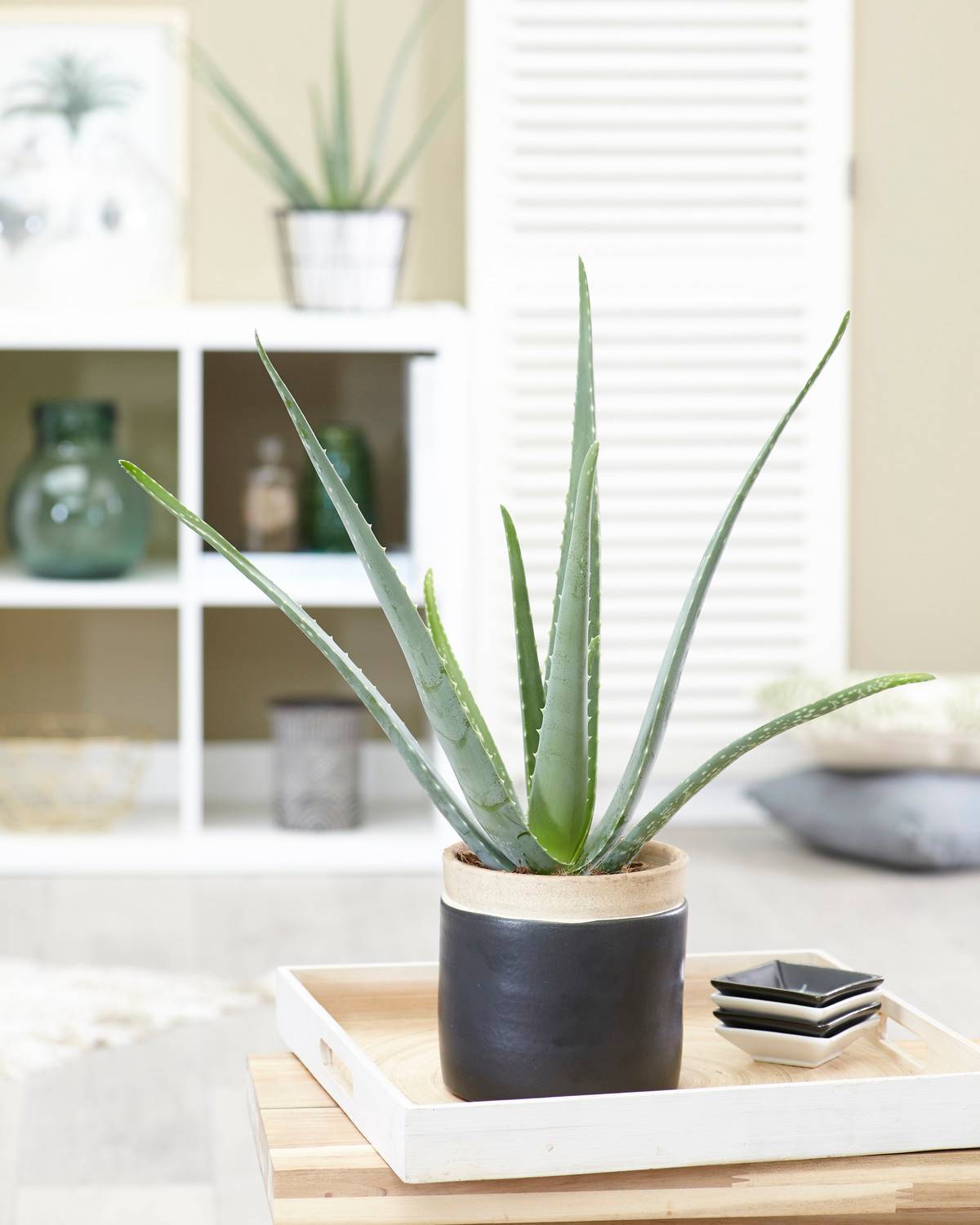 Gardenersdream - 1 X Aloe Vera Barbadensis Miller Plante D'Intérieur Vivante Cadeau  - GardenersDream - Image 1