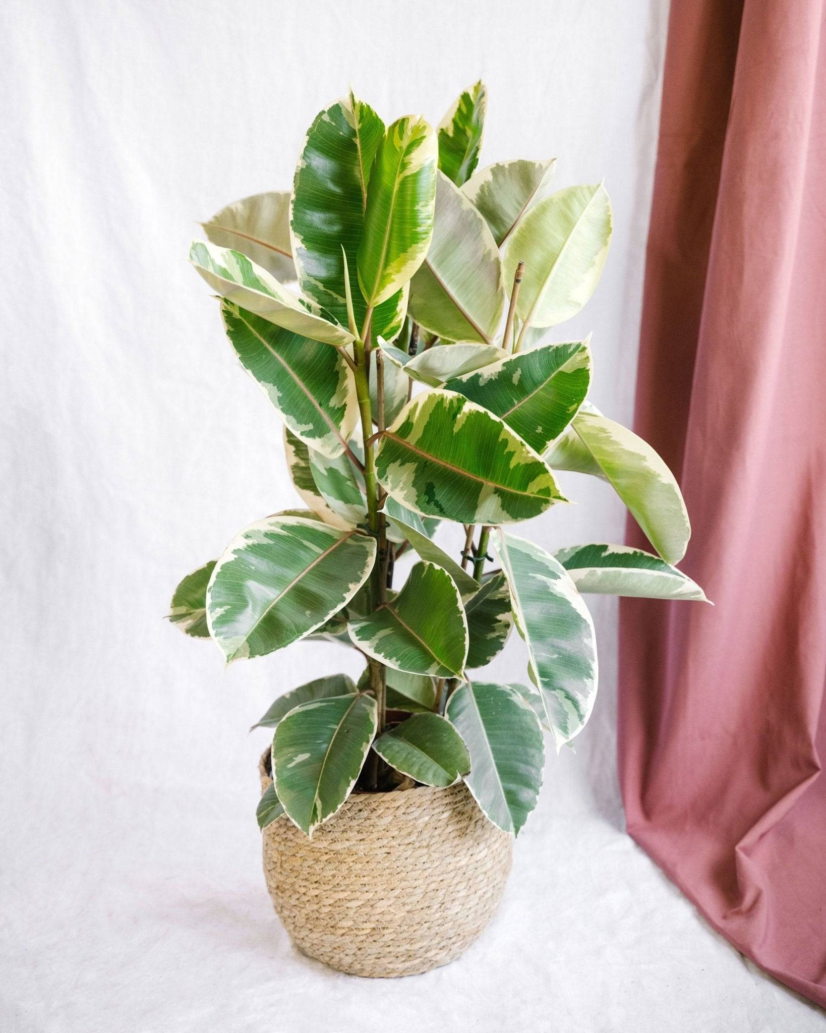 La Green Touch - Ficus Elastica Tineke 3pp P27 - Image 1
