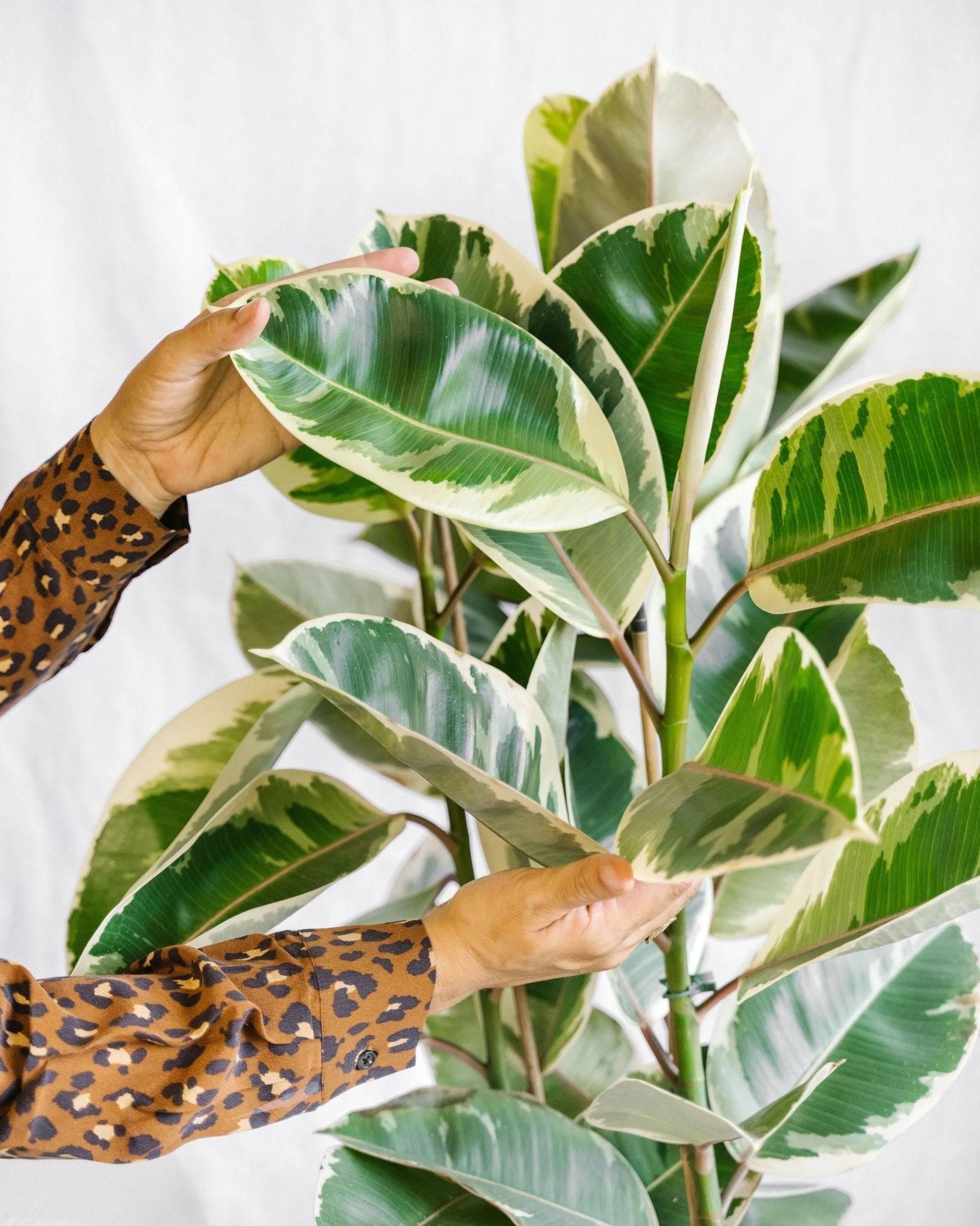 La Green Touch - Ficus Elastica Tineke 3pp P27 - Image 2