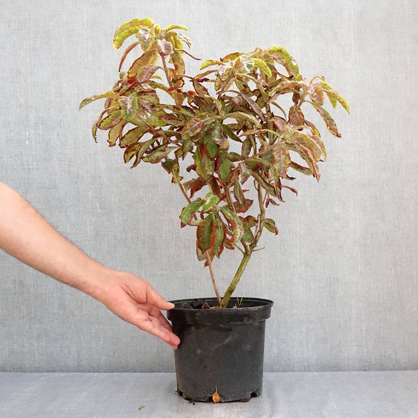 Azalée de Chine Cecile - Azalea mollis Pot de 4L/5L - Image 2
