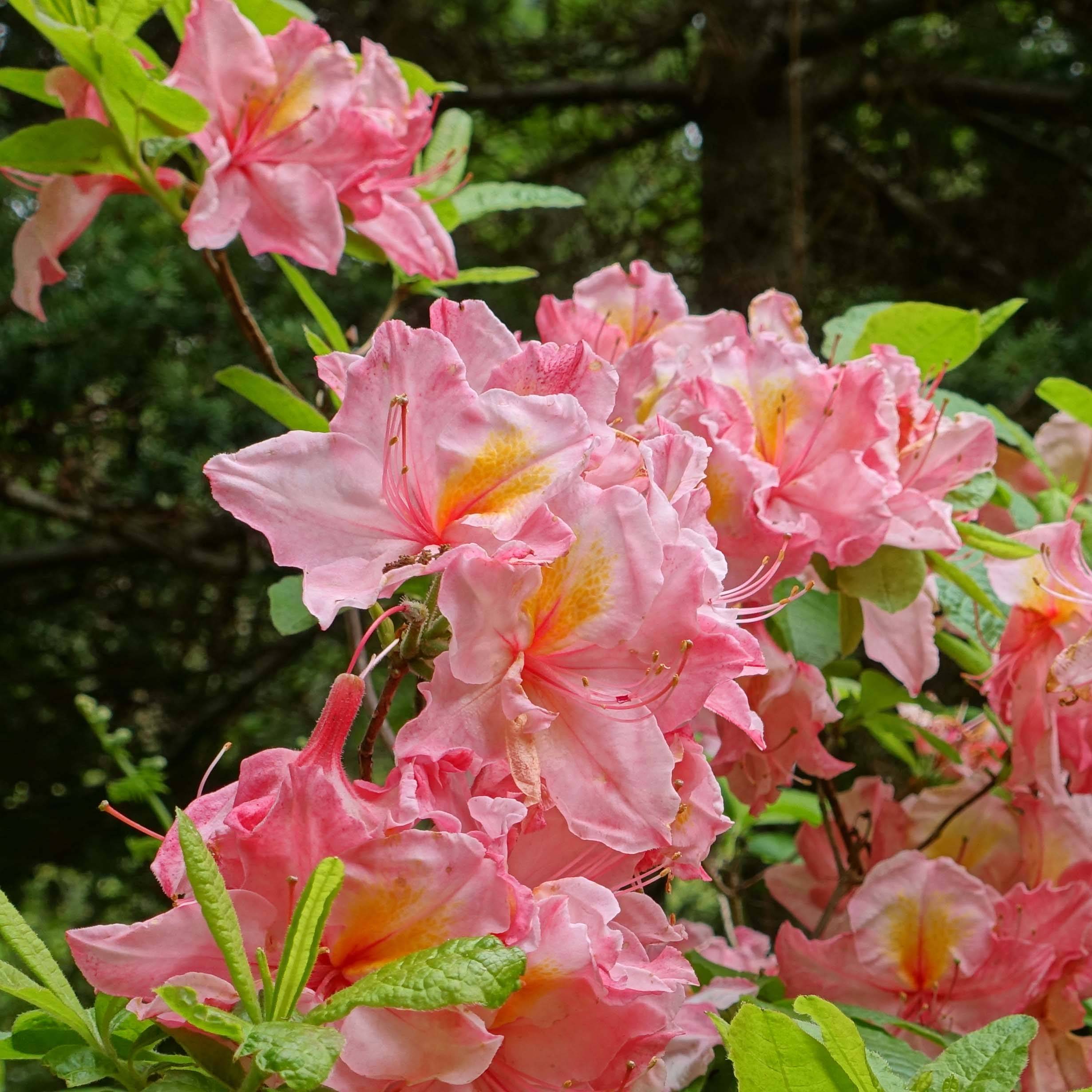Azalée de Chine Cecile - Azalea mollis Pot de 4L/5L - Image 1