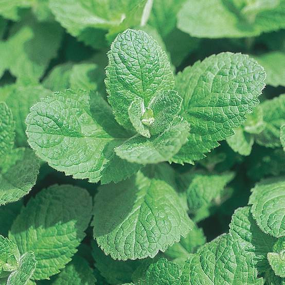 Promesse de Fleurs - Menthe pomme Godet de 8/9 cm