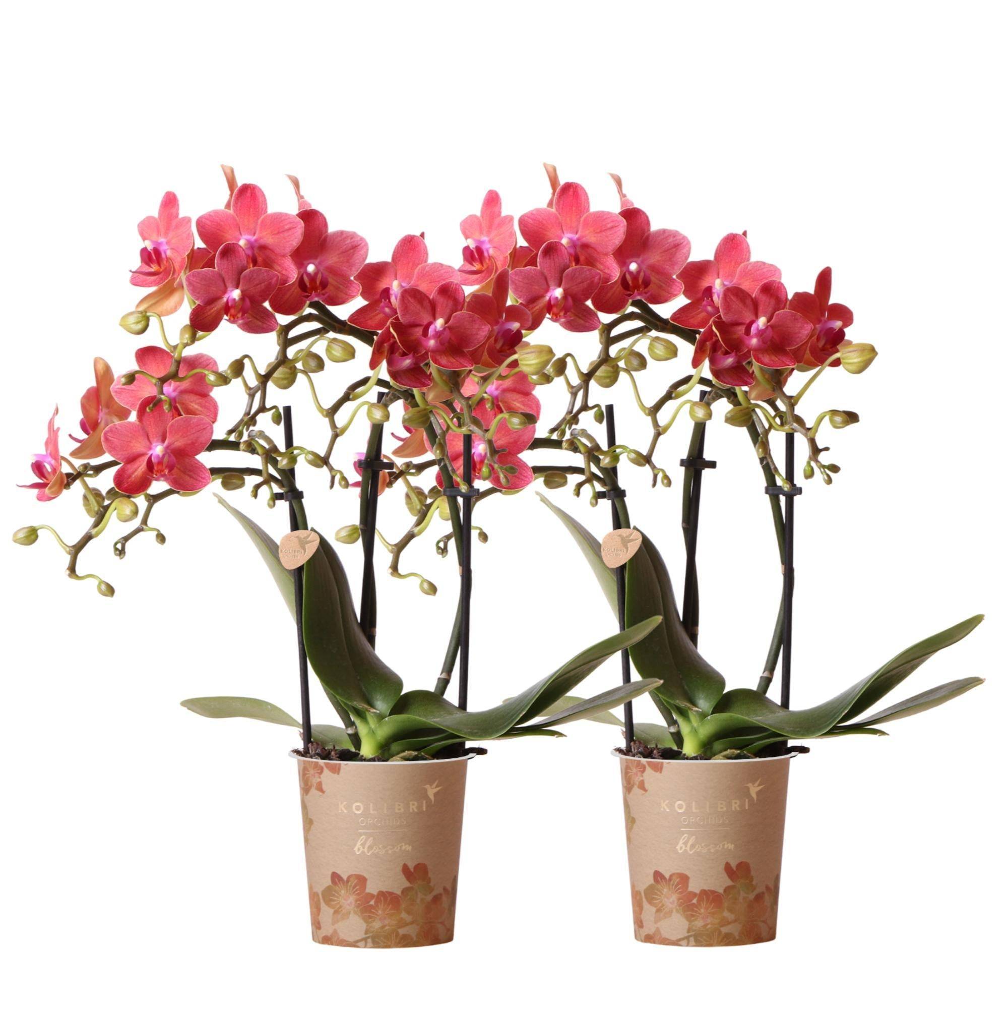 La Green Touch - Offre Spéciale : Duo d'Orchidées Phalaenopsis Rouges Congo 35cm - Plante d'intérieur- La Green Touch - Image 1