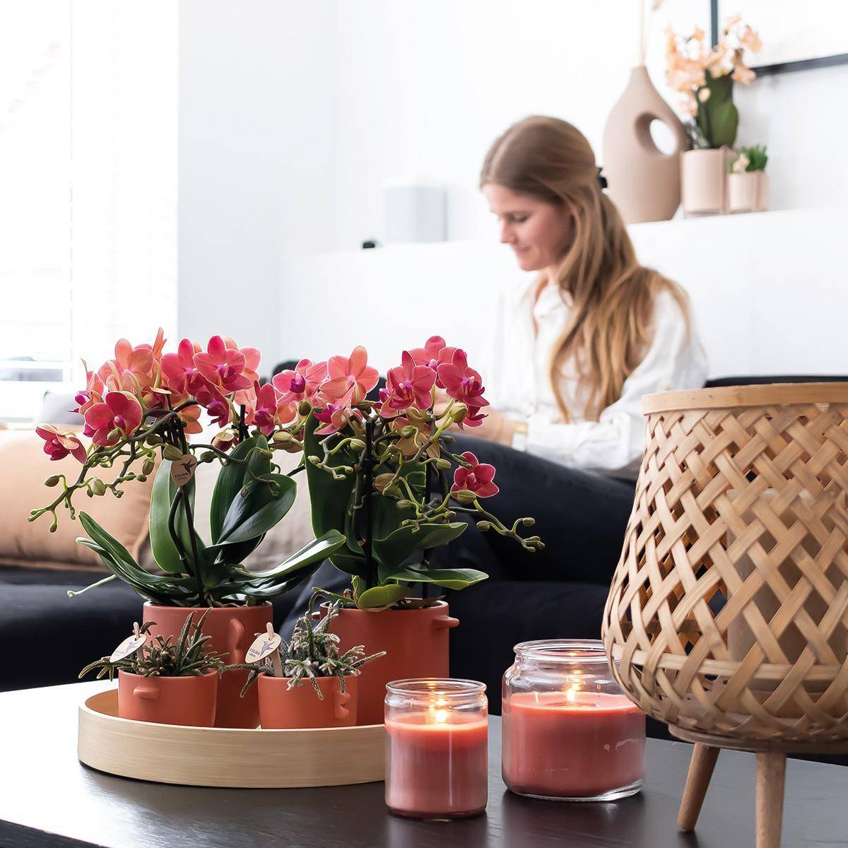 La Green Touch - Offre Spéciale : Duo d'Orchidées Phalaenopsis Rouges Congo 35cm - Plante d'intérieur- La Green Touch - Image 2