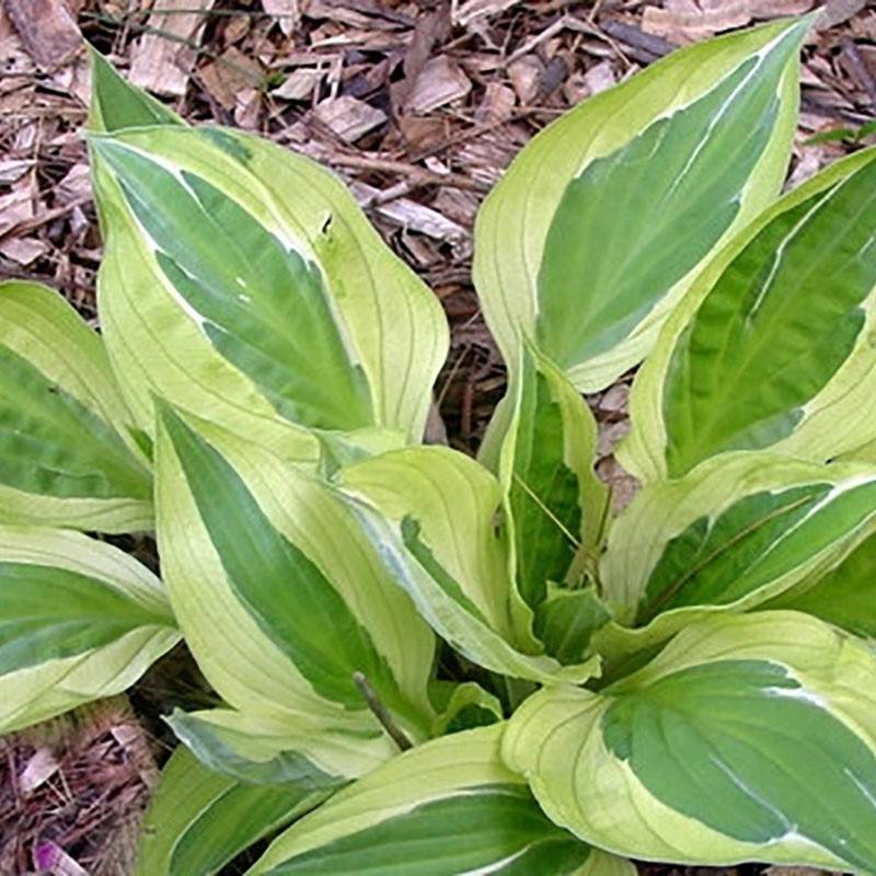 Promesse de Fleurs - Hosta Yellow Polka Dot Bikini Pot de 1,5L/2L