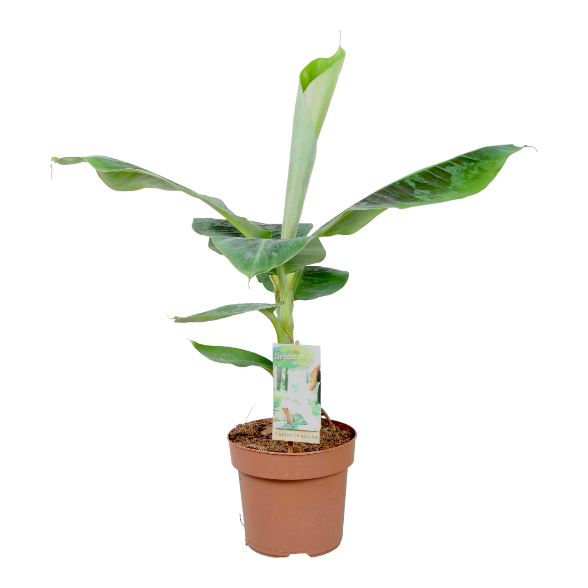 Bananier Musa 60cm - Plante d'intérieur- La Green Touch - Image 1