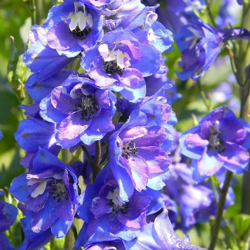 Pied-d'alouette Blue Jay, Delphinium à fleurs Bleue - feuillage Caduc - Godet - 5/20 cm-  hauteur à maturité De 1,50 m à 2,00 m - Image 1