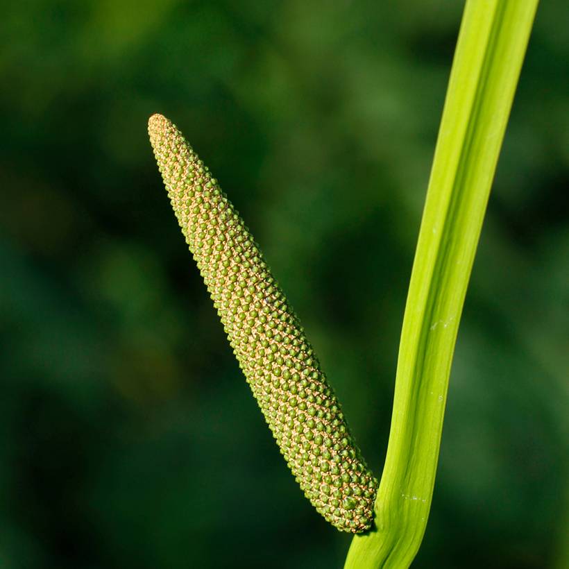 Acorus calamus - Calame, Acore Godet de 8/9 cm