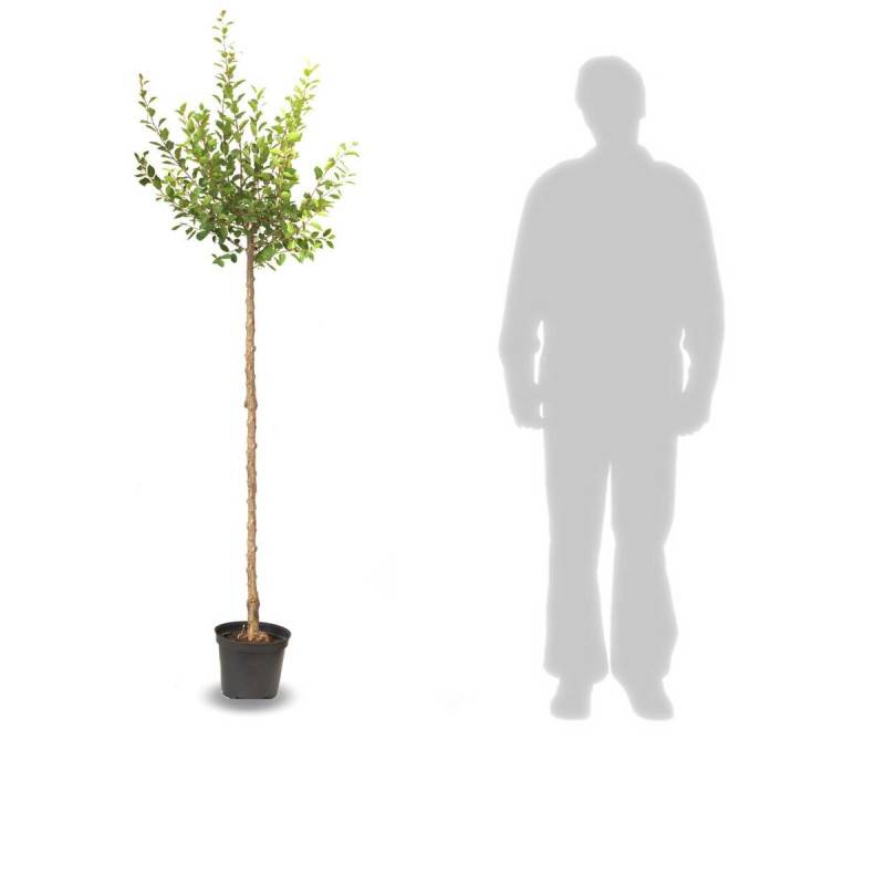 Prunier Stanley - Bon rendement - Pot de 10L - Gobelet 2 ans - 120/150 cm - De 3,00 m à 5,00 m - Image 9