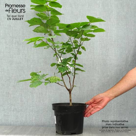 Promesse de Fleurs - Cercis chinensis Avondale - Arbre de Judée Pot de 4L/5L - Image 2
