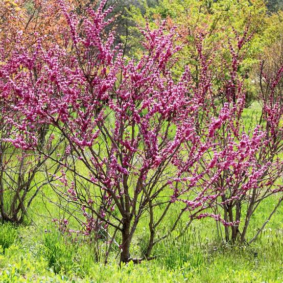 Promesse de Fleurs - Cercis chinensis Avondale - Arbre de Judée Pot de 4L/5L - Image 1