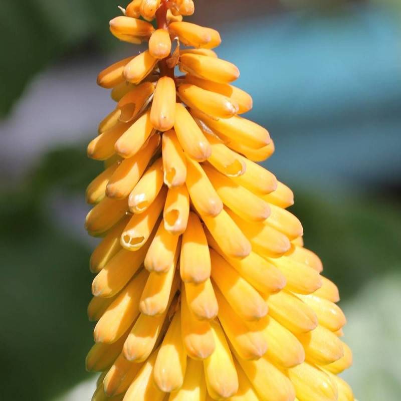 Kniphofia, Tison de Satan Banana Popsicle® à fleurs Jaune/ - feuillage Caduc - Godet - 5/20 cm - Image 4