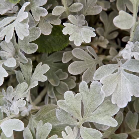 Absinthe des rivages - Artemisia stelleriana Boughton Silver Godet de 8/9 cm