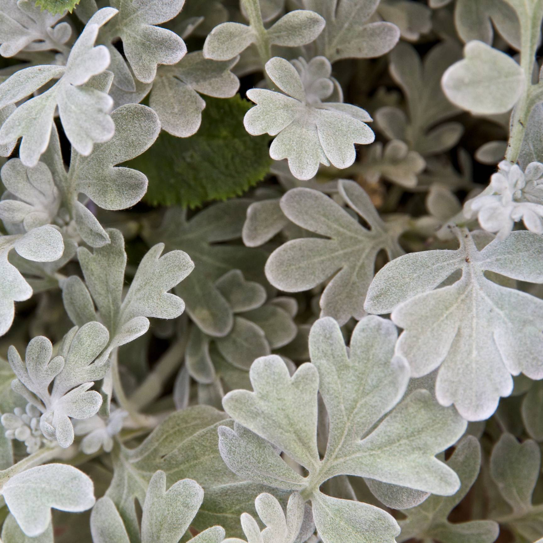 Absinthe des rivages - Artemisia stelleriana Boughton Silver Godet de 8/9 cm