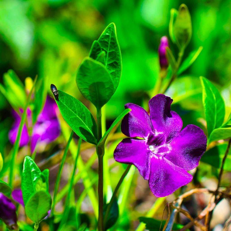3 Petites Pervenches Pourpres (Vinca Minor Atropurpurea) - Lot de 3 vivaces - Pépinières Naudet - Image 1