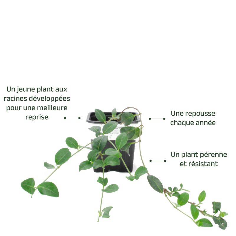3 Petites Pervenches Pourpres (Vinca Minor Atropurpurea) - Lot de 3 vivaces - Pépinières Naudet - Image 3